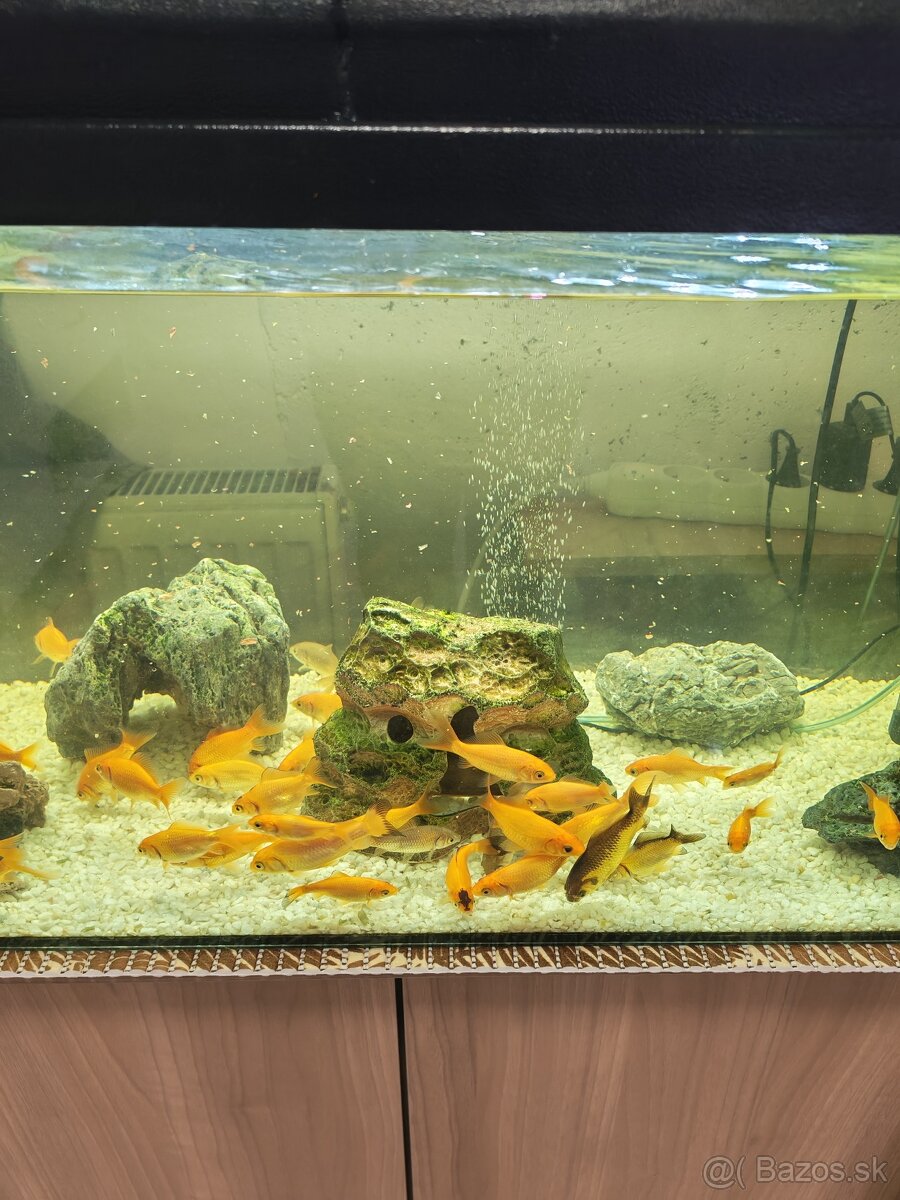 Predám komplet akvárium
