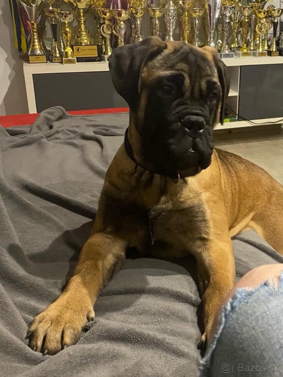 Bullmastiff Steniatko