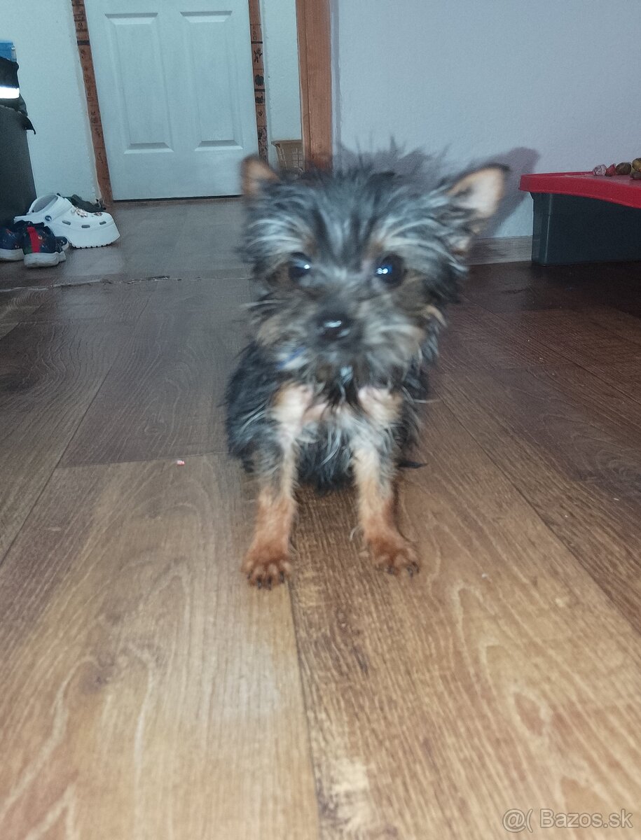 Yorkshire terrier