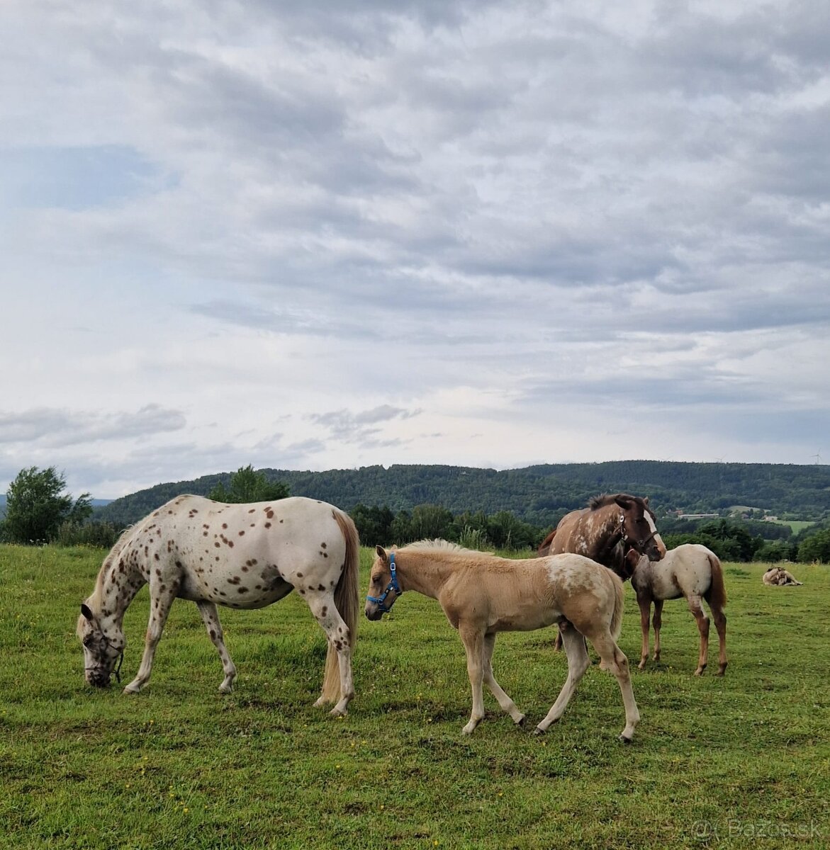 Appaloosa klisna