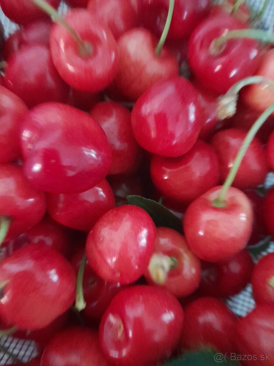 Domace čerešne