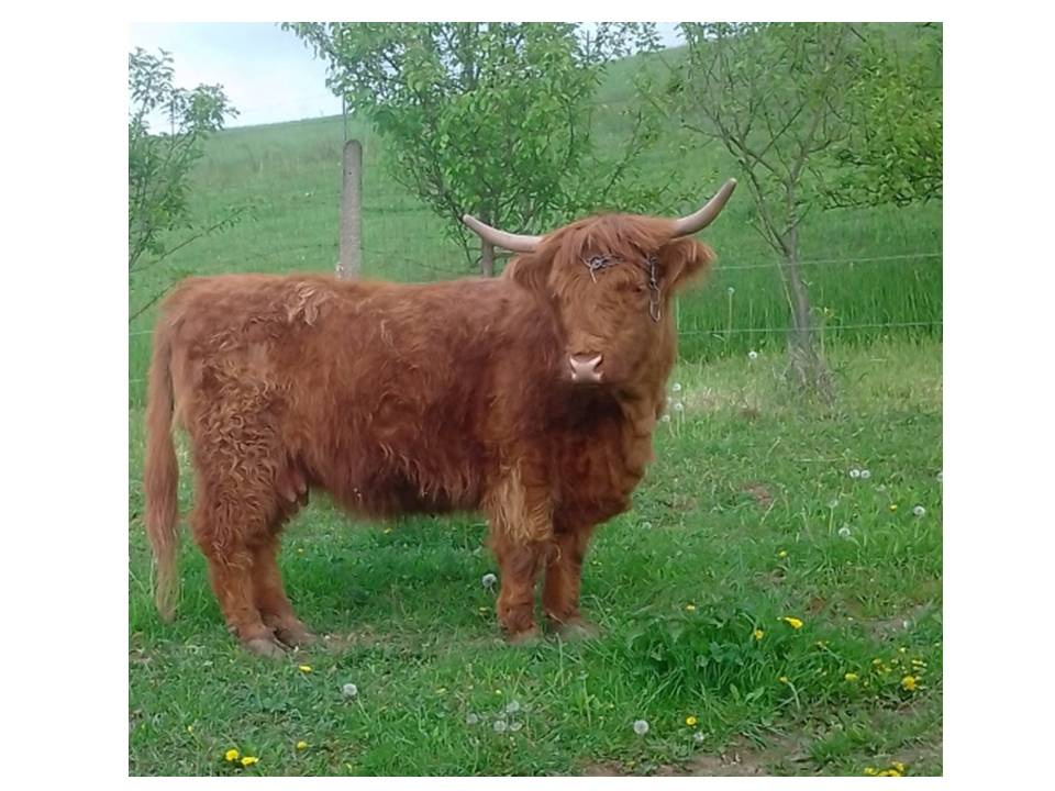škótsky dobytok, krava