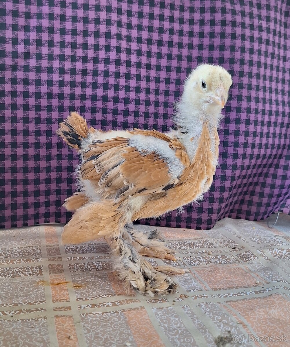 Brahmanka Žlta Columbia