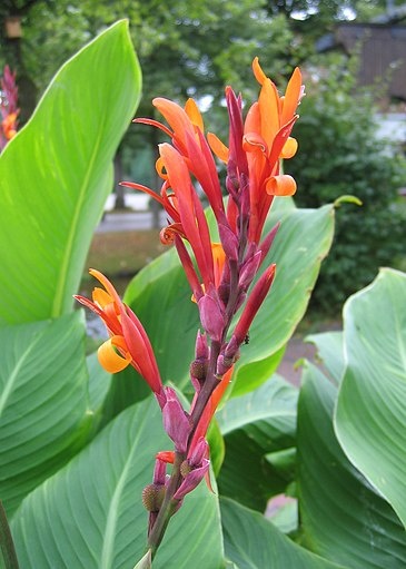 ČERVENOORANŽOVÁ KANA INDICKÁ