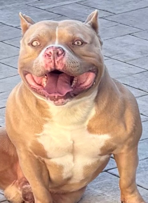 American Bully krytie