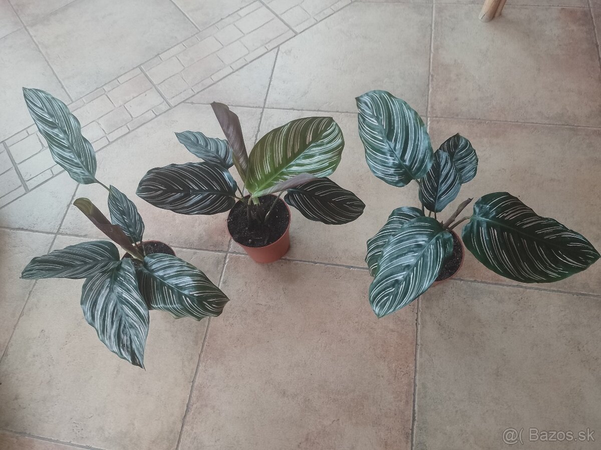 Calathea Ornata 1ks/10€+pošta