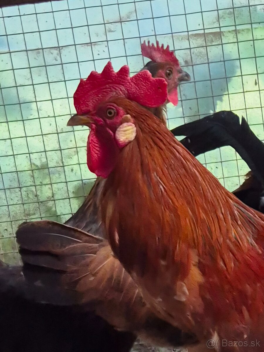 Predam Ayam Ketawa (smejúci sa kohút