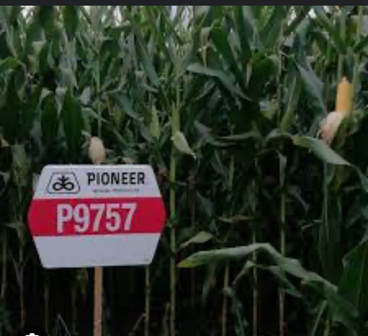 osivo kukurica slnecnica pioneer sygenta dekalb lg