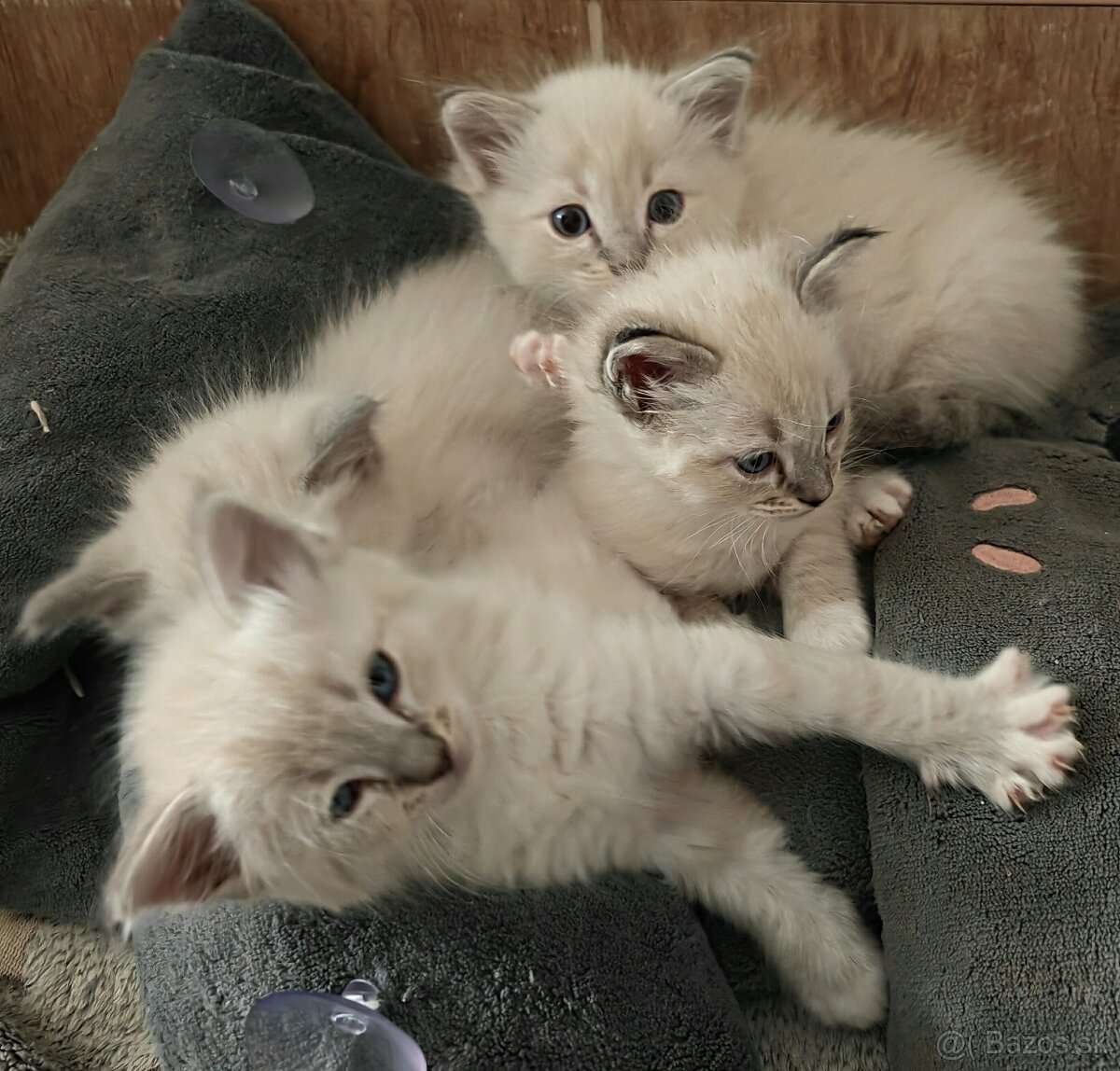 Ragdoll bez PP