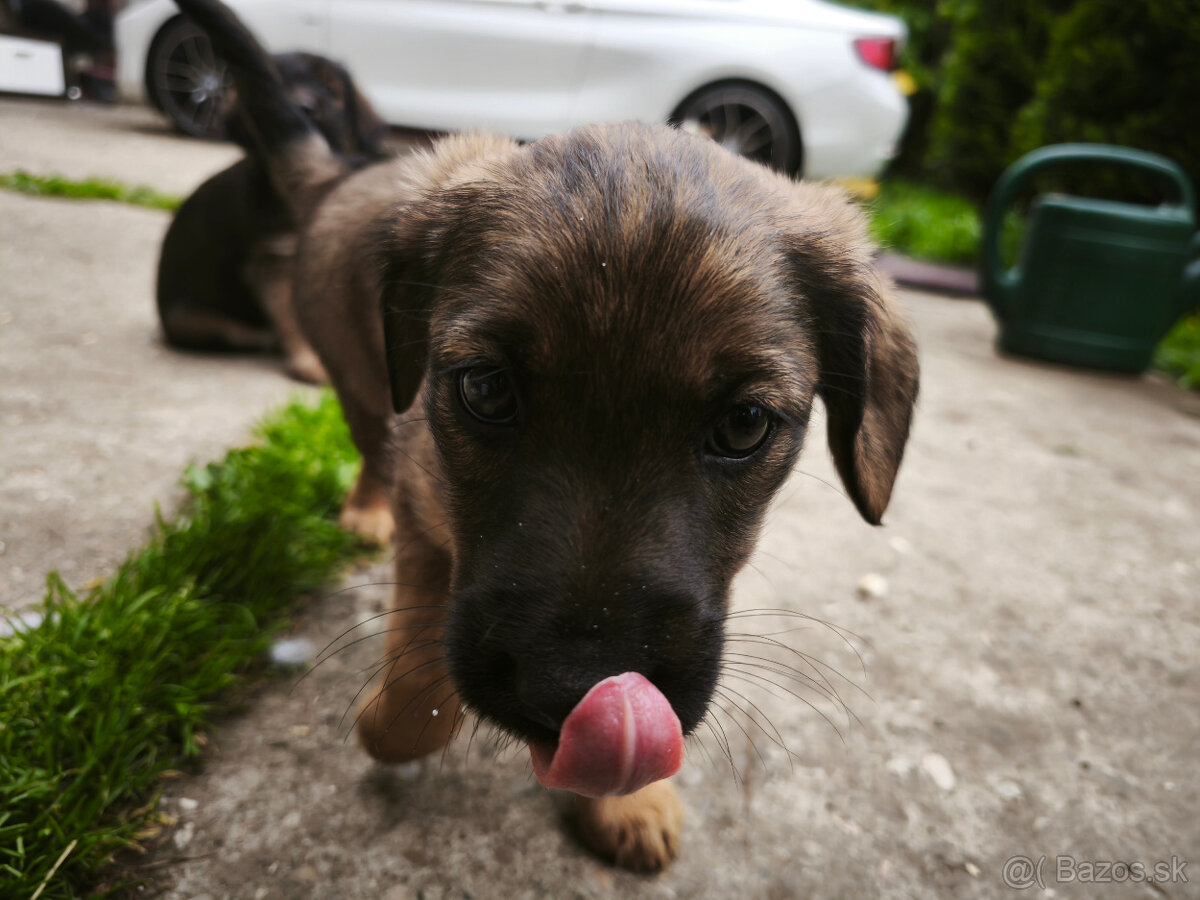 fenka