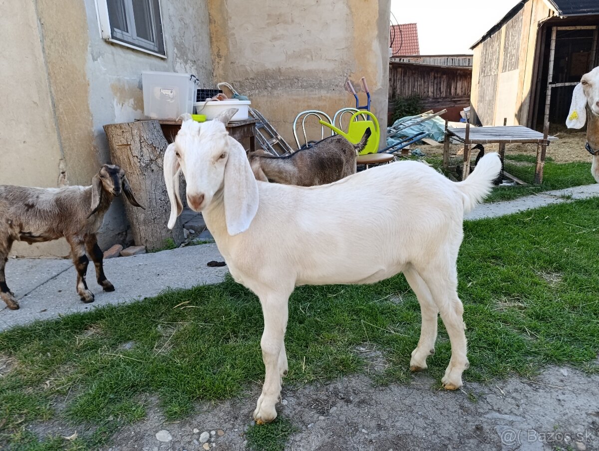 Čerstvé kozie mäso