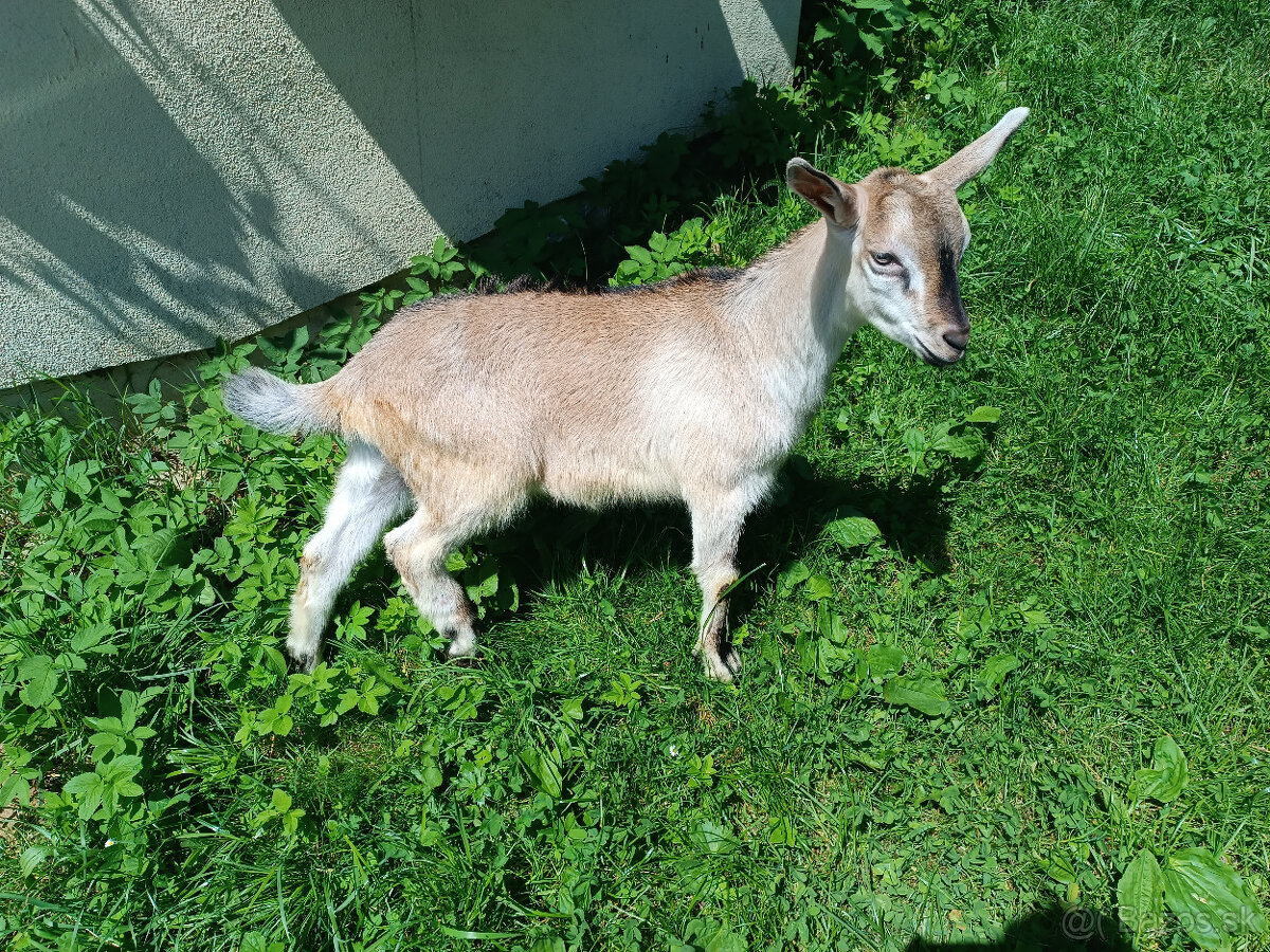 capko