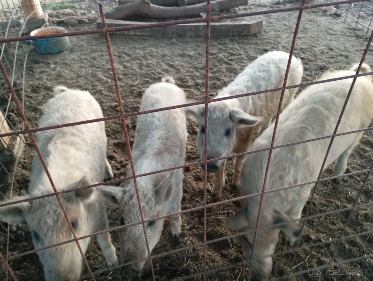 Mangalica