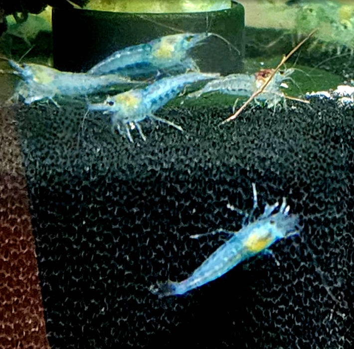 krevetky Blue Jelly 10ks za 10€
