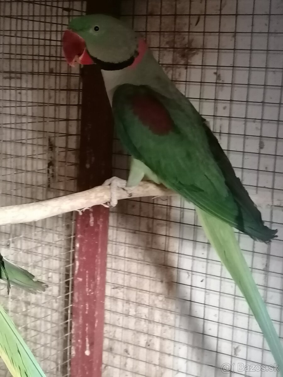 alexander velky samec