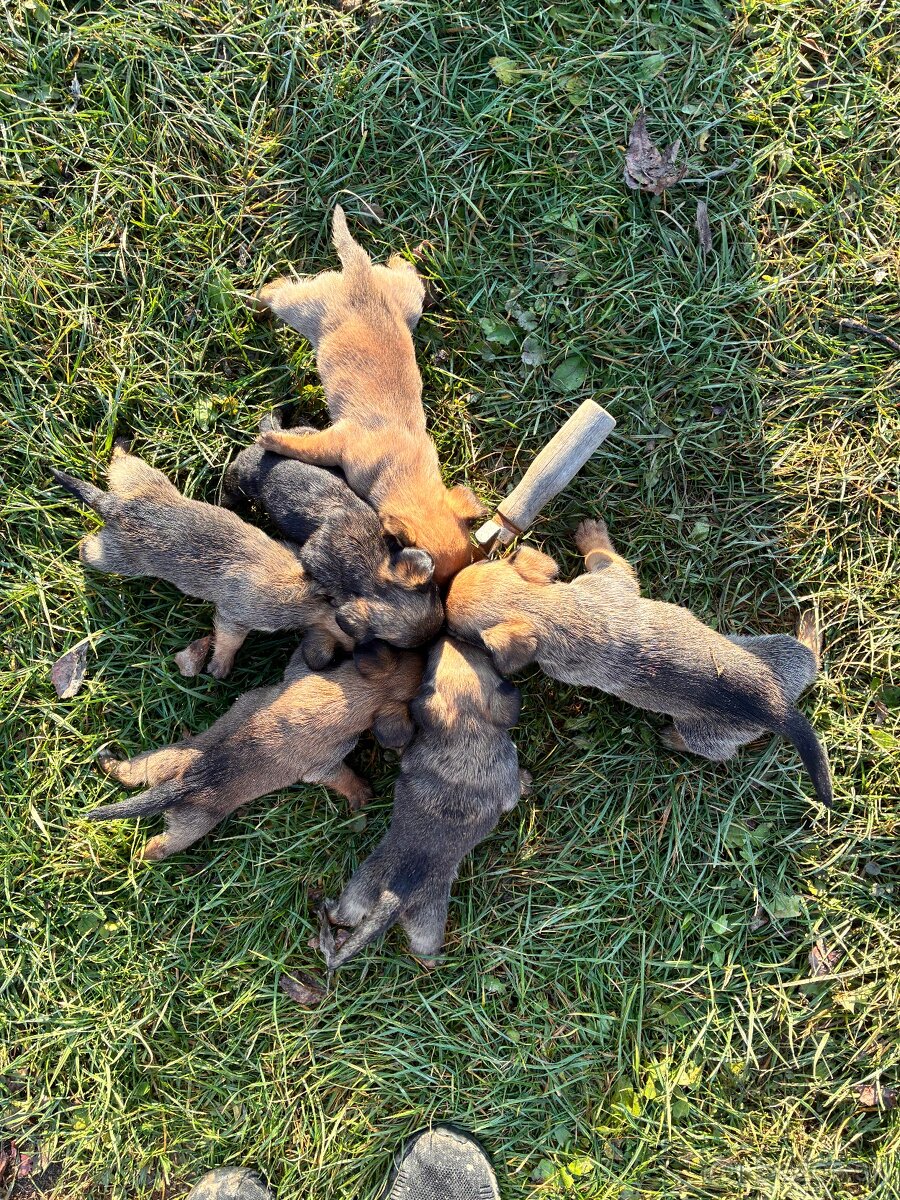 Ponúkam dvojmesačné šteňatá