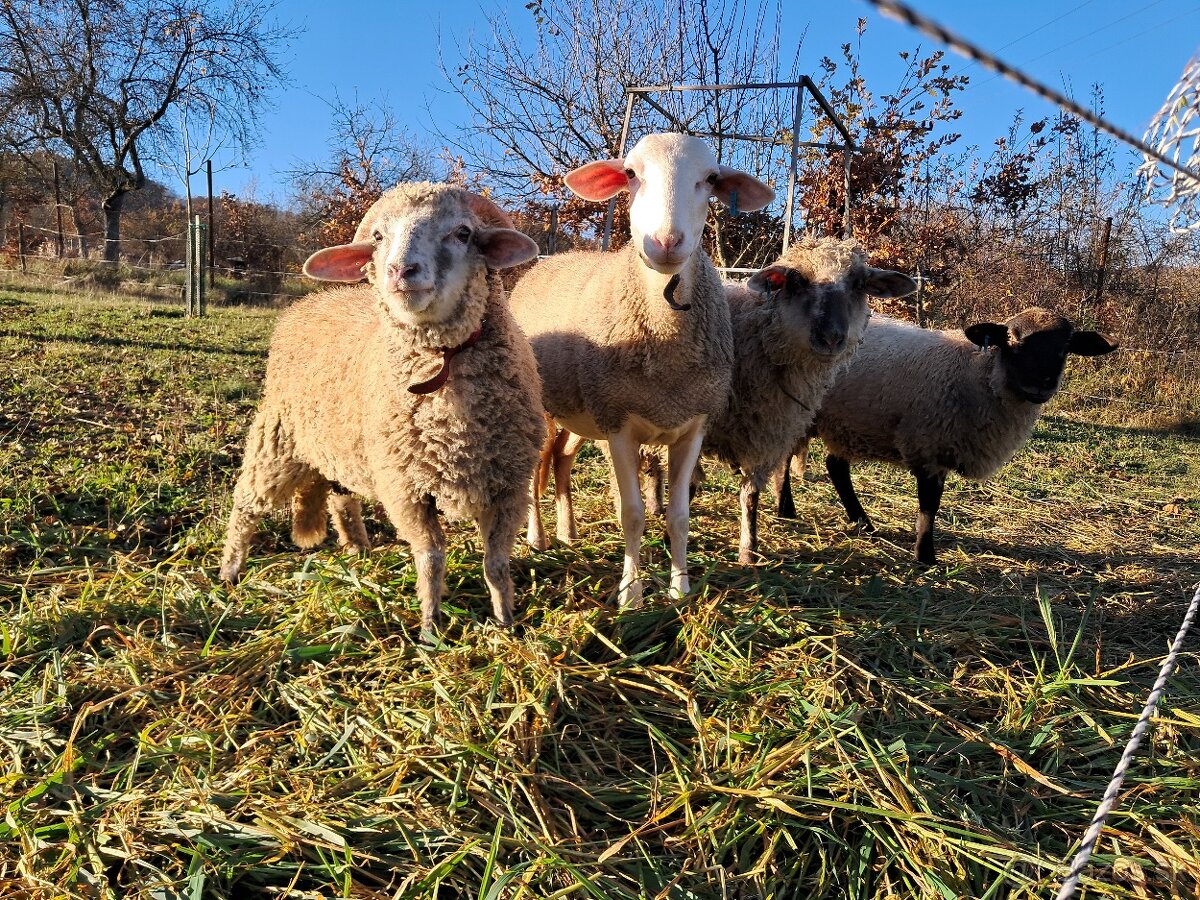 Lacno predám mladé jahňatá na zárez alebo do chovu