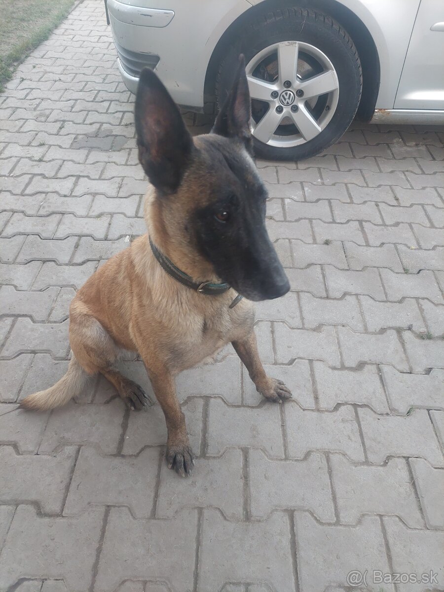 Darujem Malinois - REZERVOVANA