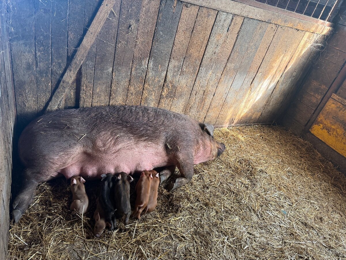 Predám odstavcata duroc