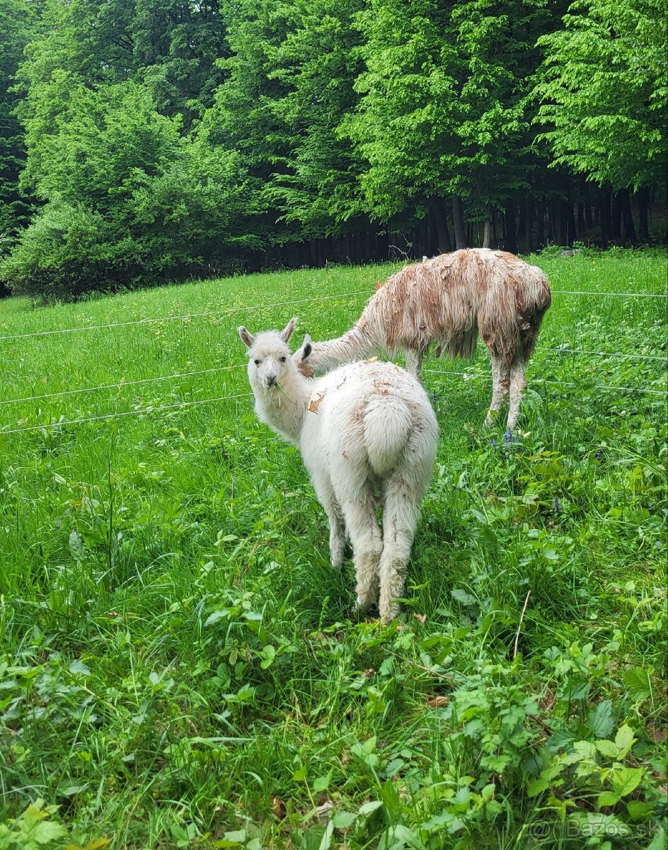 Misti, Lama alpaka X Lama krotka