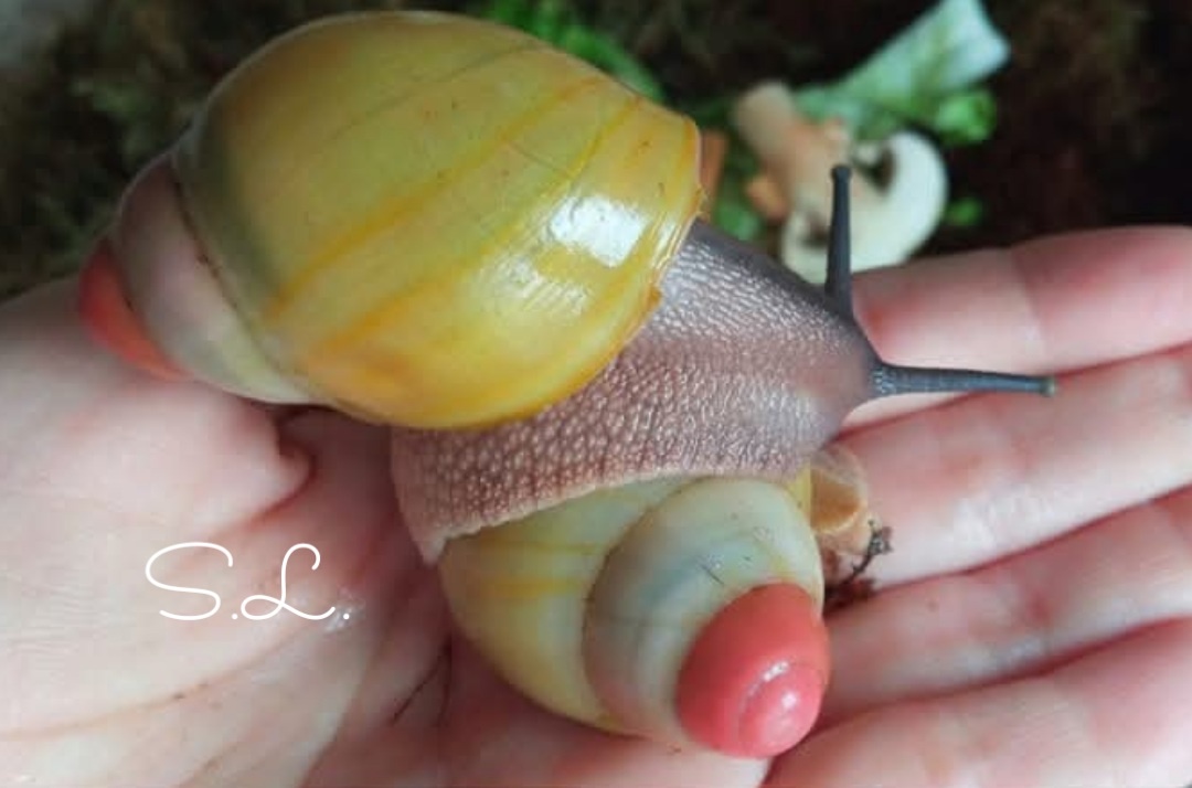 Archachatina marginata grevilleii