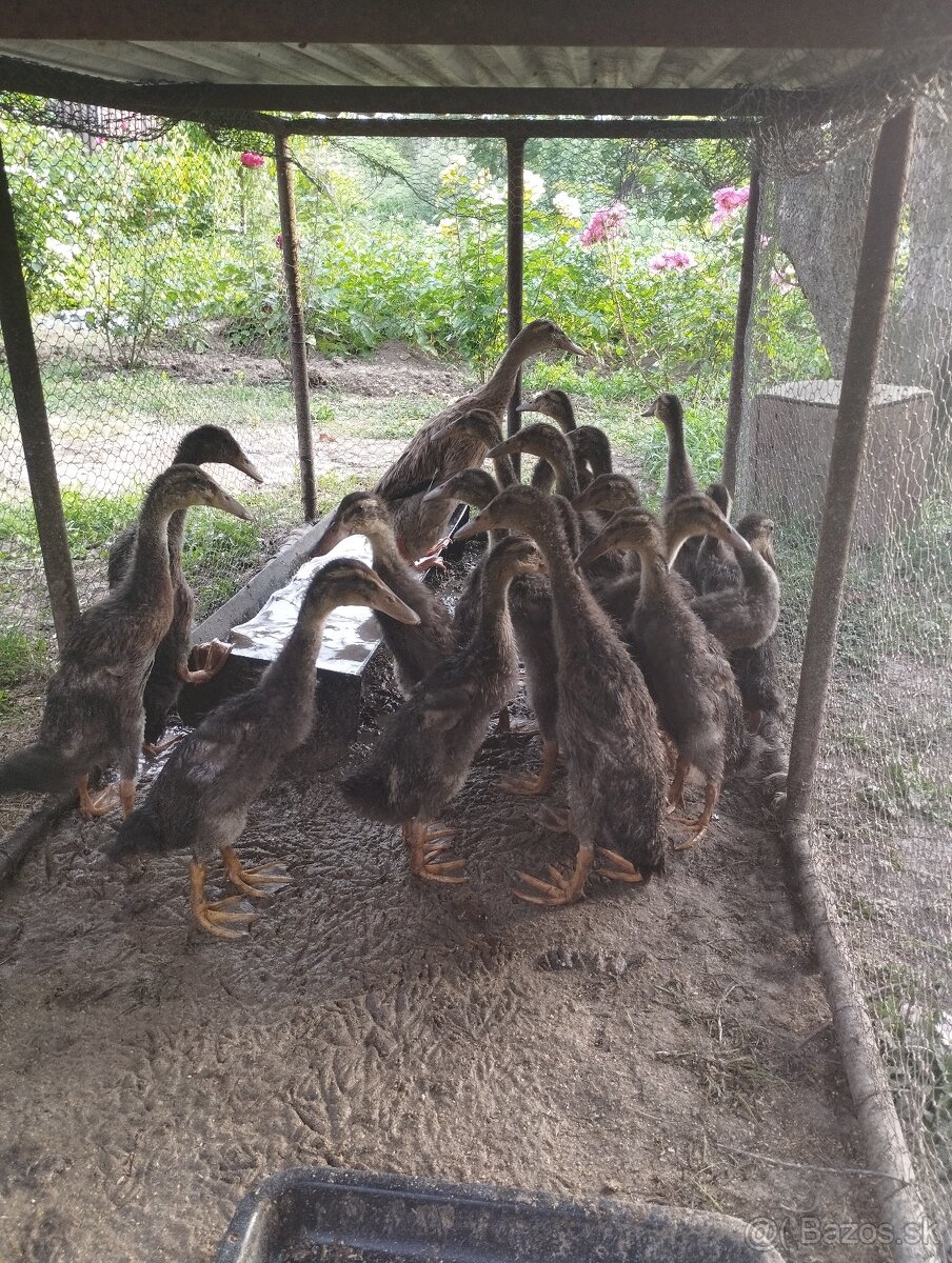 Predám indické bežce – 10€/kus