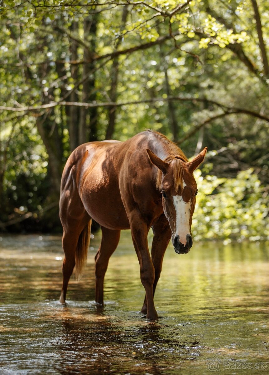 American Quarter Horse