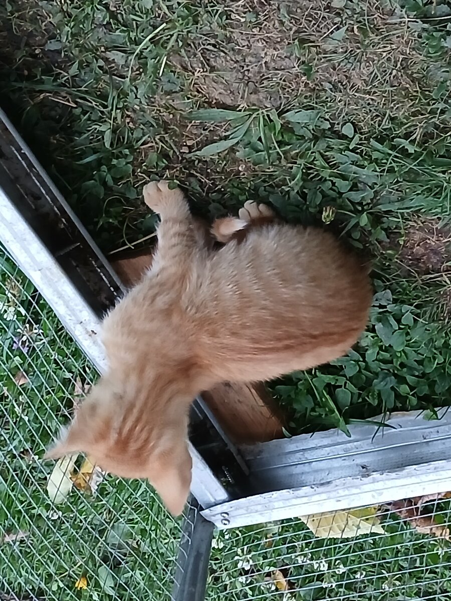 Darujeme 3 mesačné mačiatka
