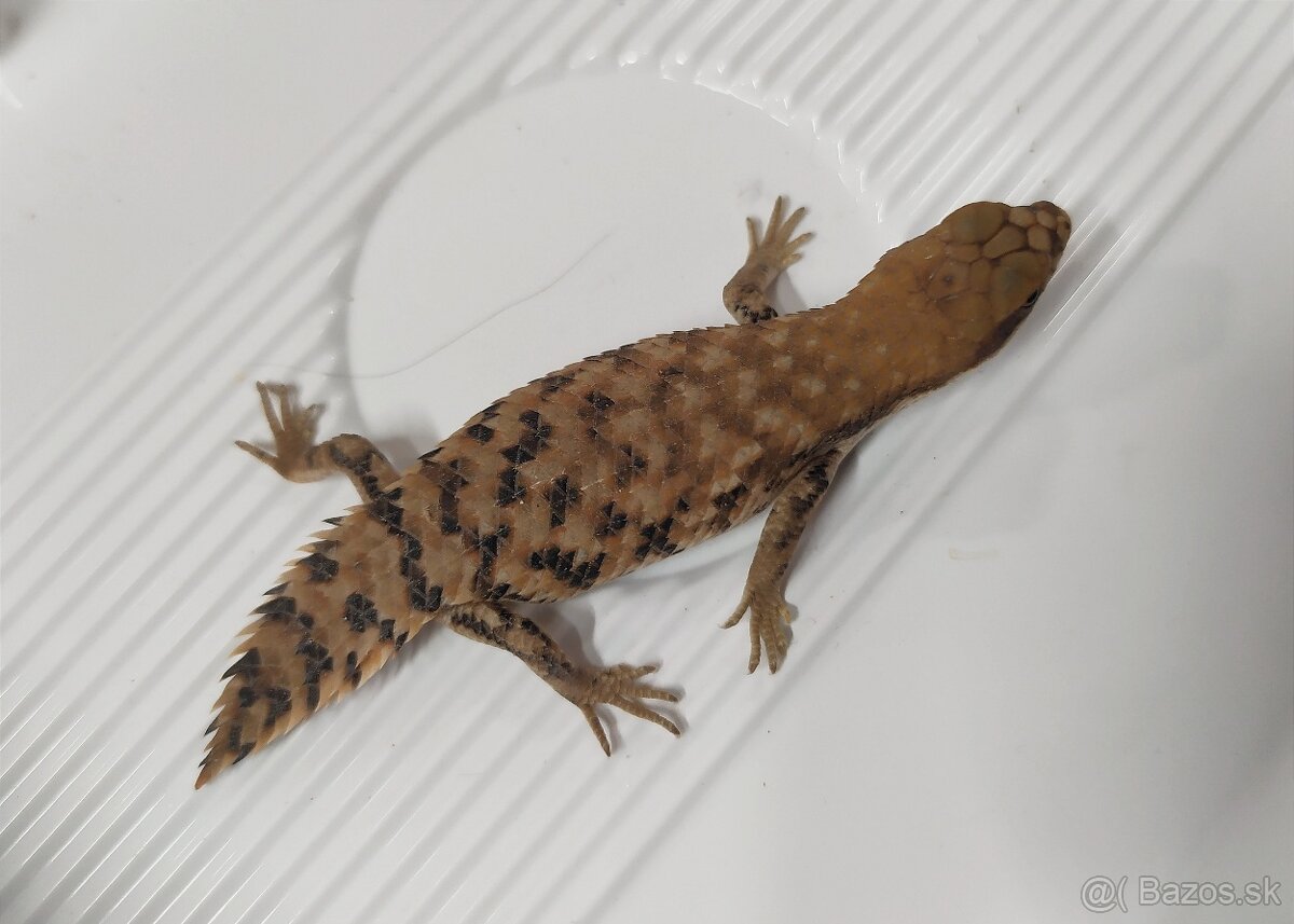 Egernia depressa