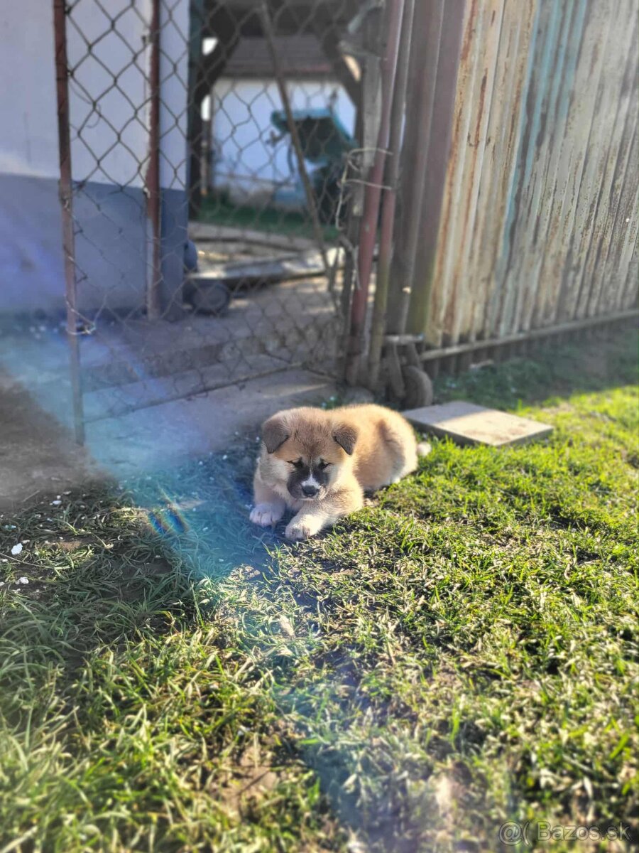 Akita  inu  steniatka