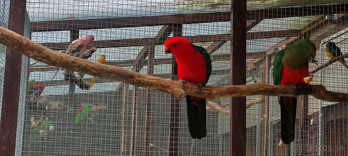 Papagáj kráľovský