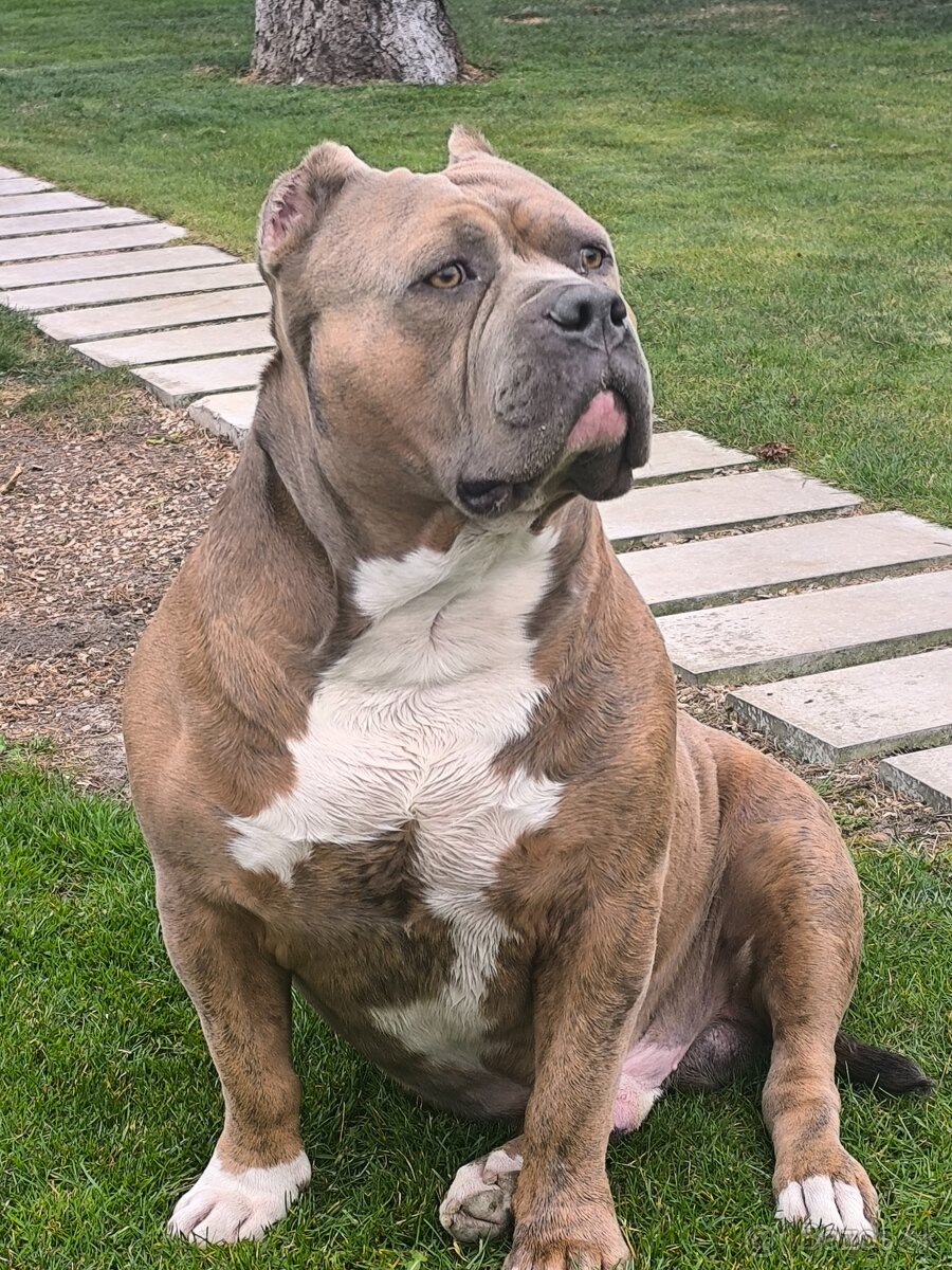 American Bully krytie