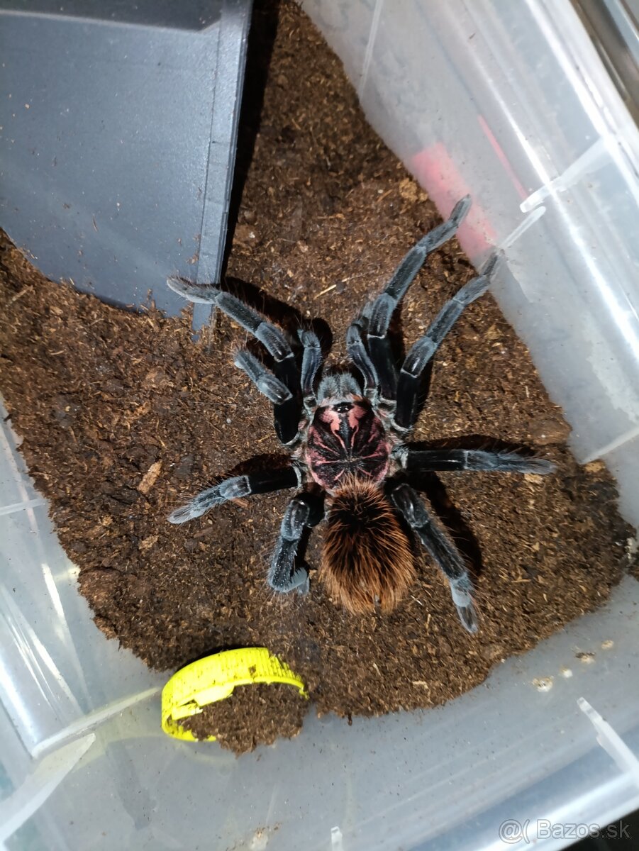 Vtáčkare, sklipkany, tarantula