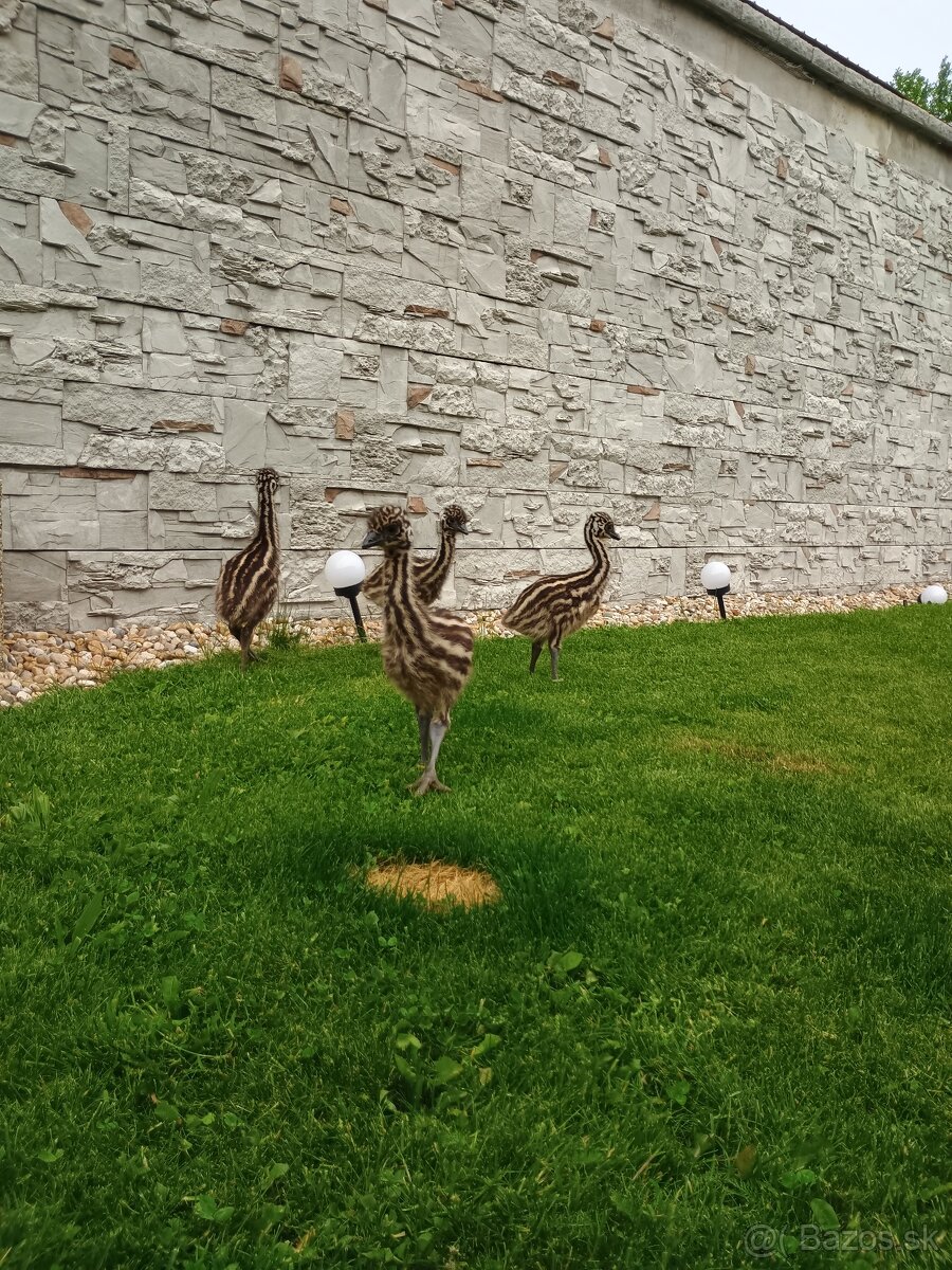 Pštros Emu