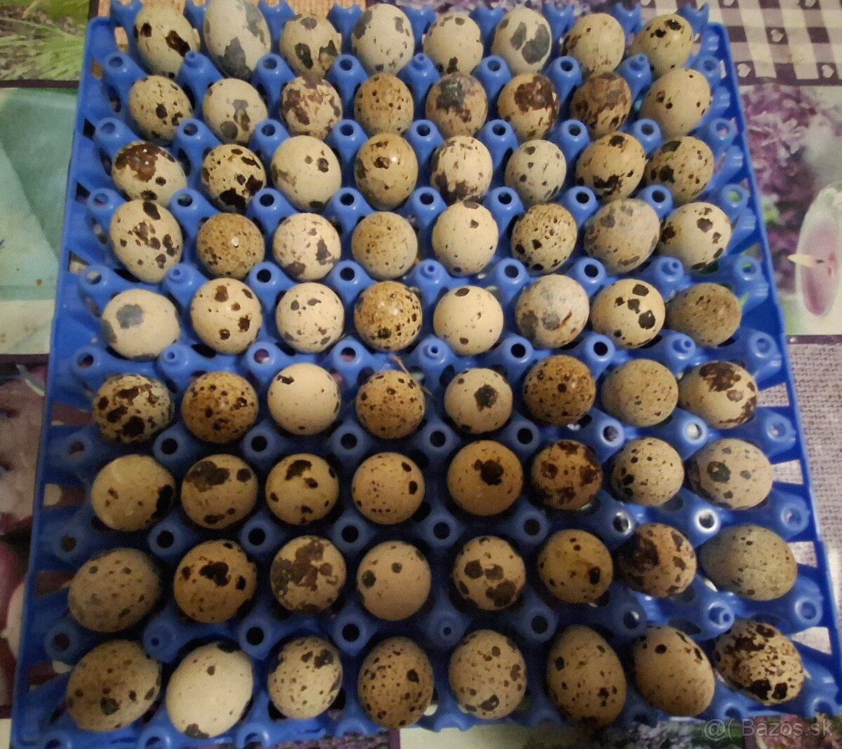 Prepelicie vajicka