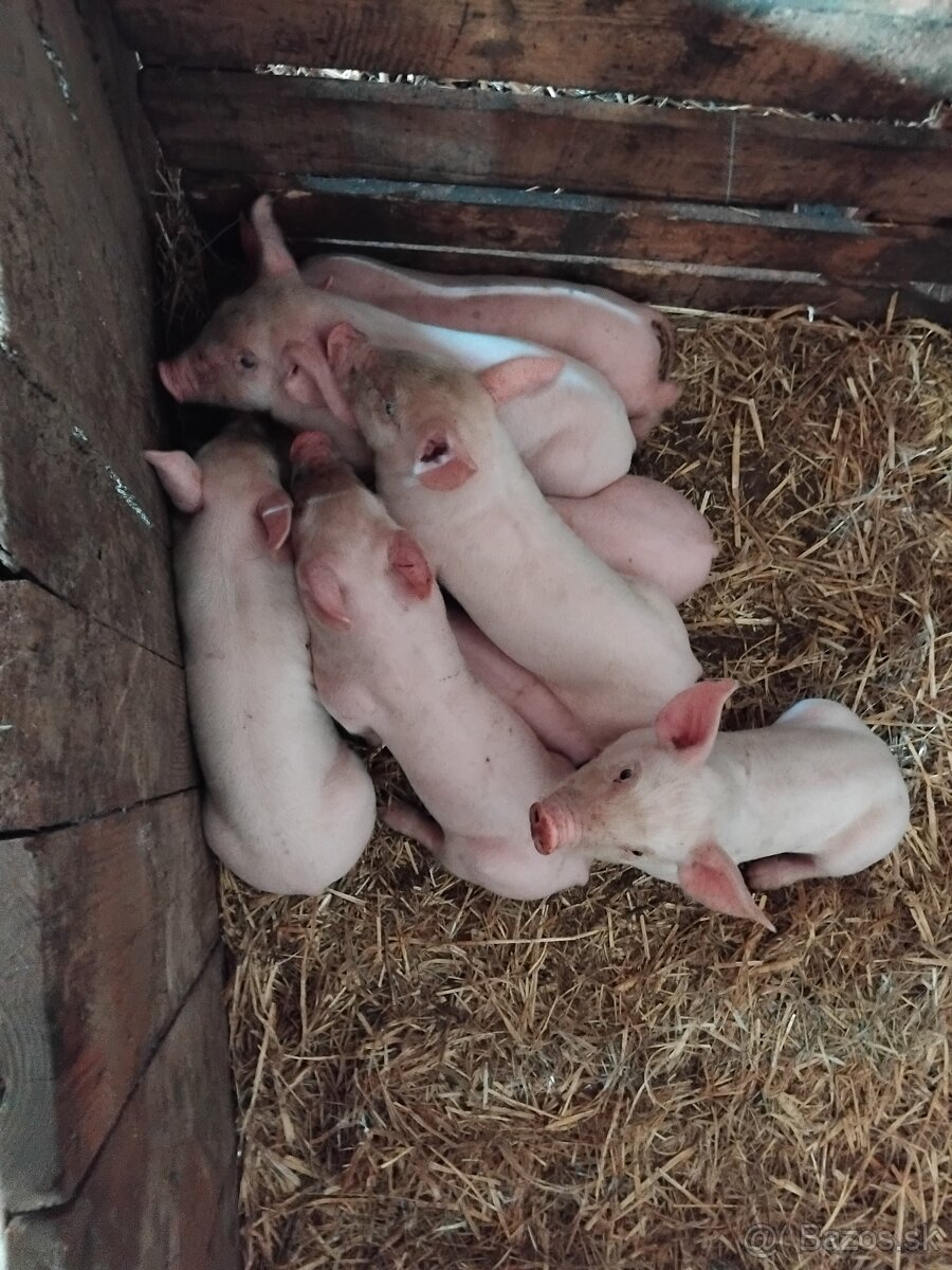 Odstavčata