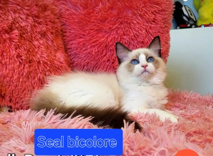 Hladam macky Ragdoll