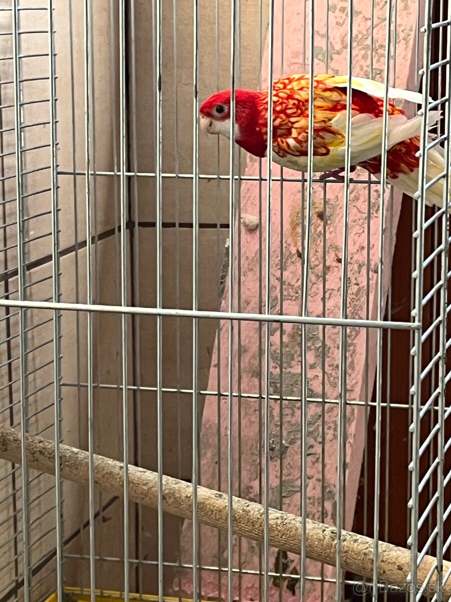 Rozela pestrá lutino