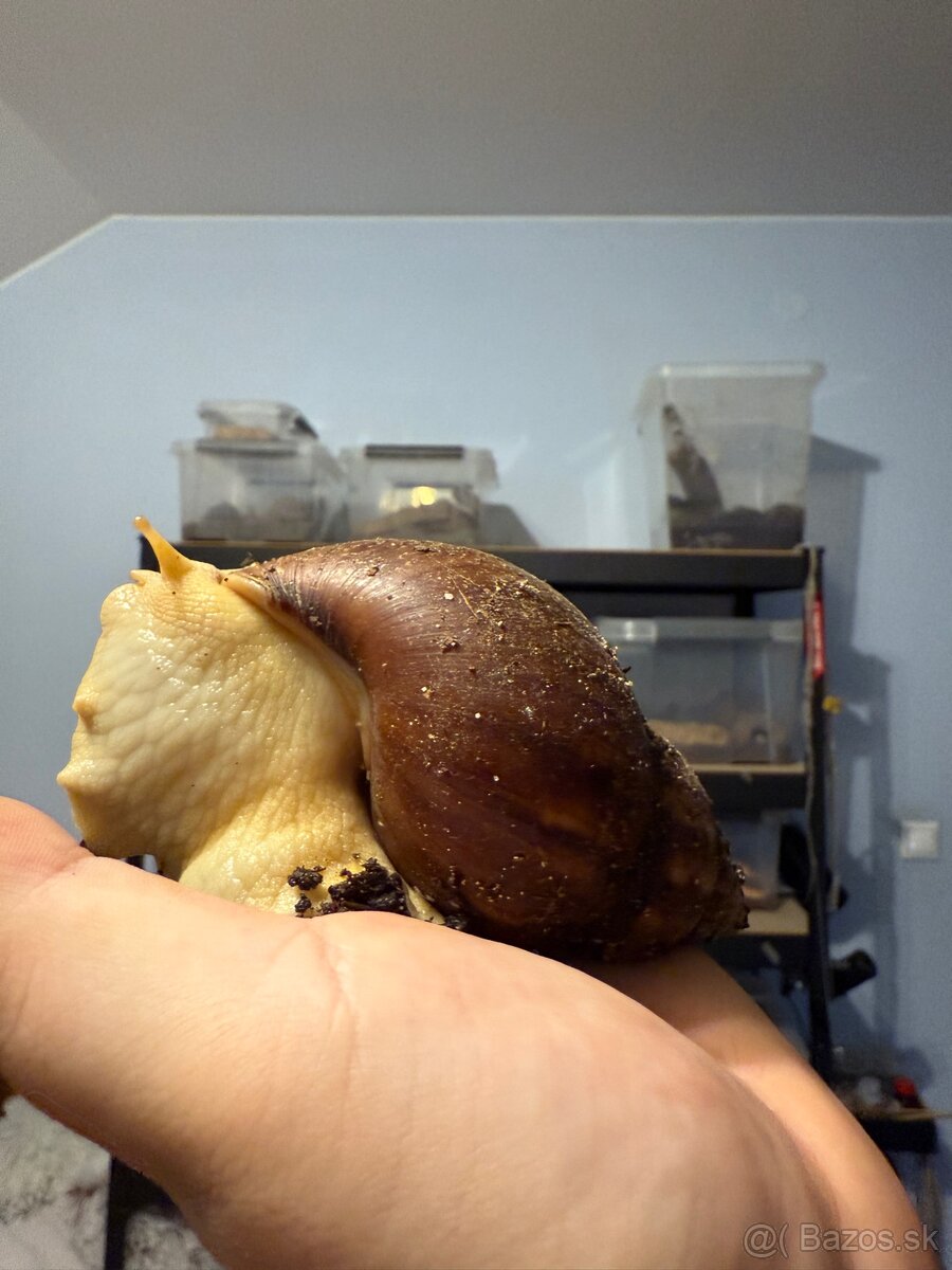 Slimák, Lissachatina Fulica