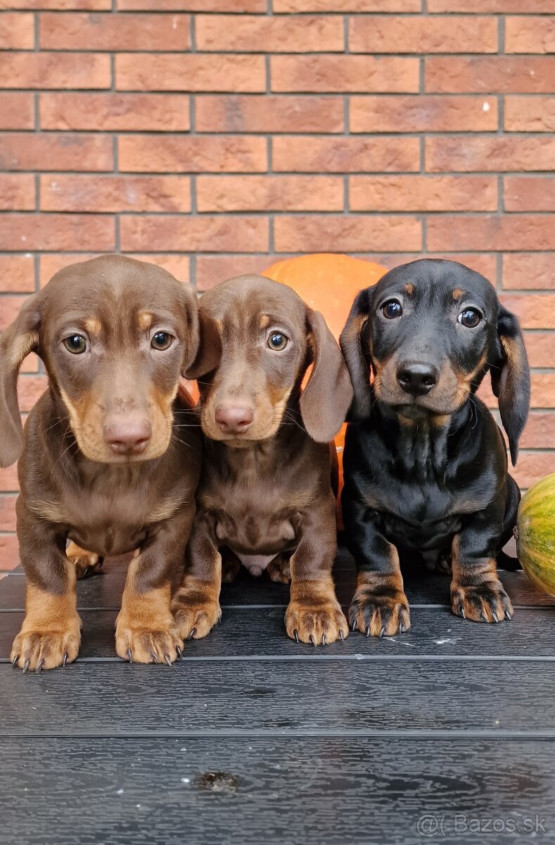 Jazvečík trpasličí