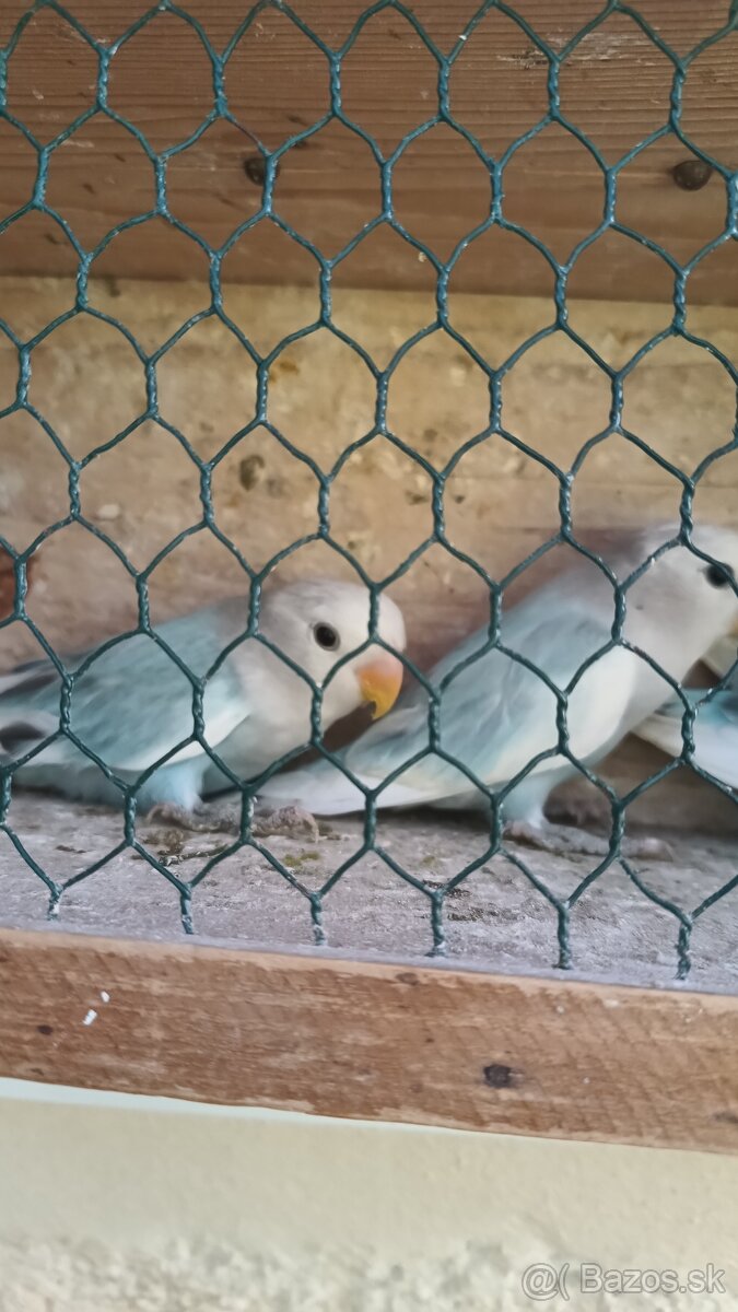 Agapornis ruzohrdly