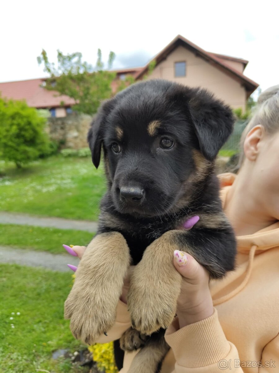 Šteniatka Nemeckého ovčiaka