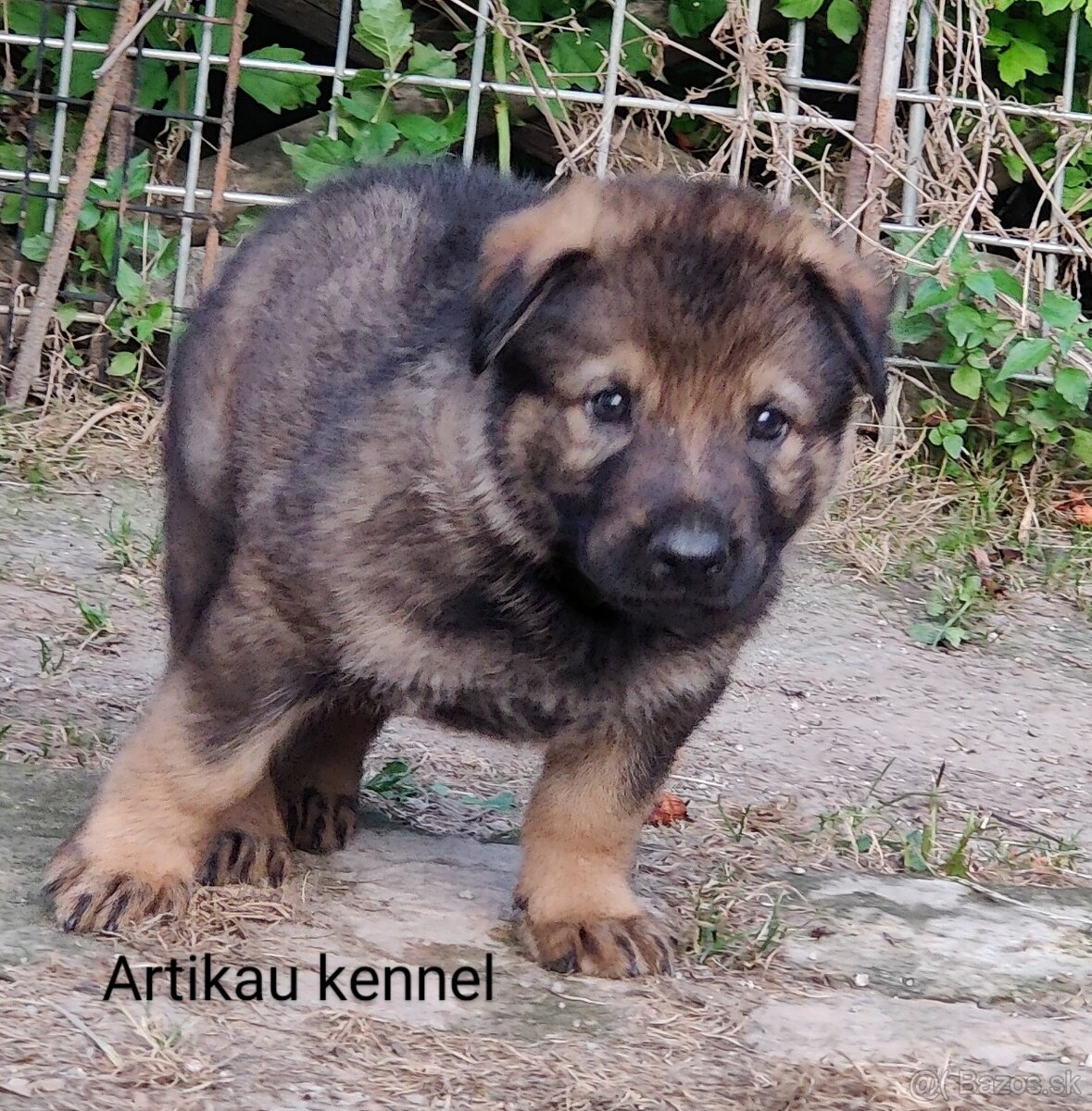 NEMECKÝ OVČIAK šteniatka s PP
