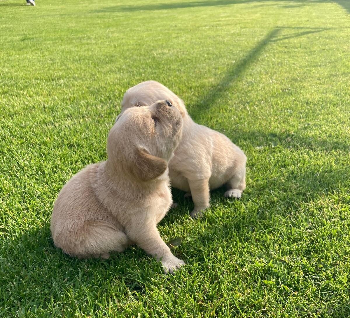 Zlatý retriever x labrador šteniatka