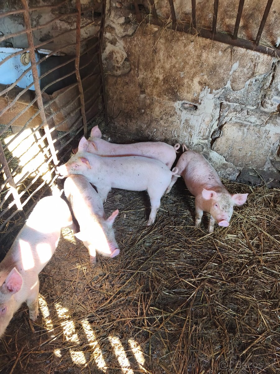 Predám