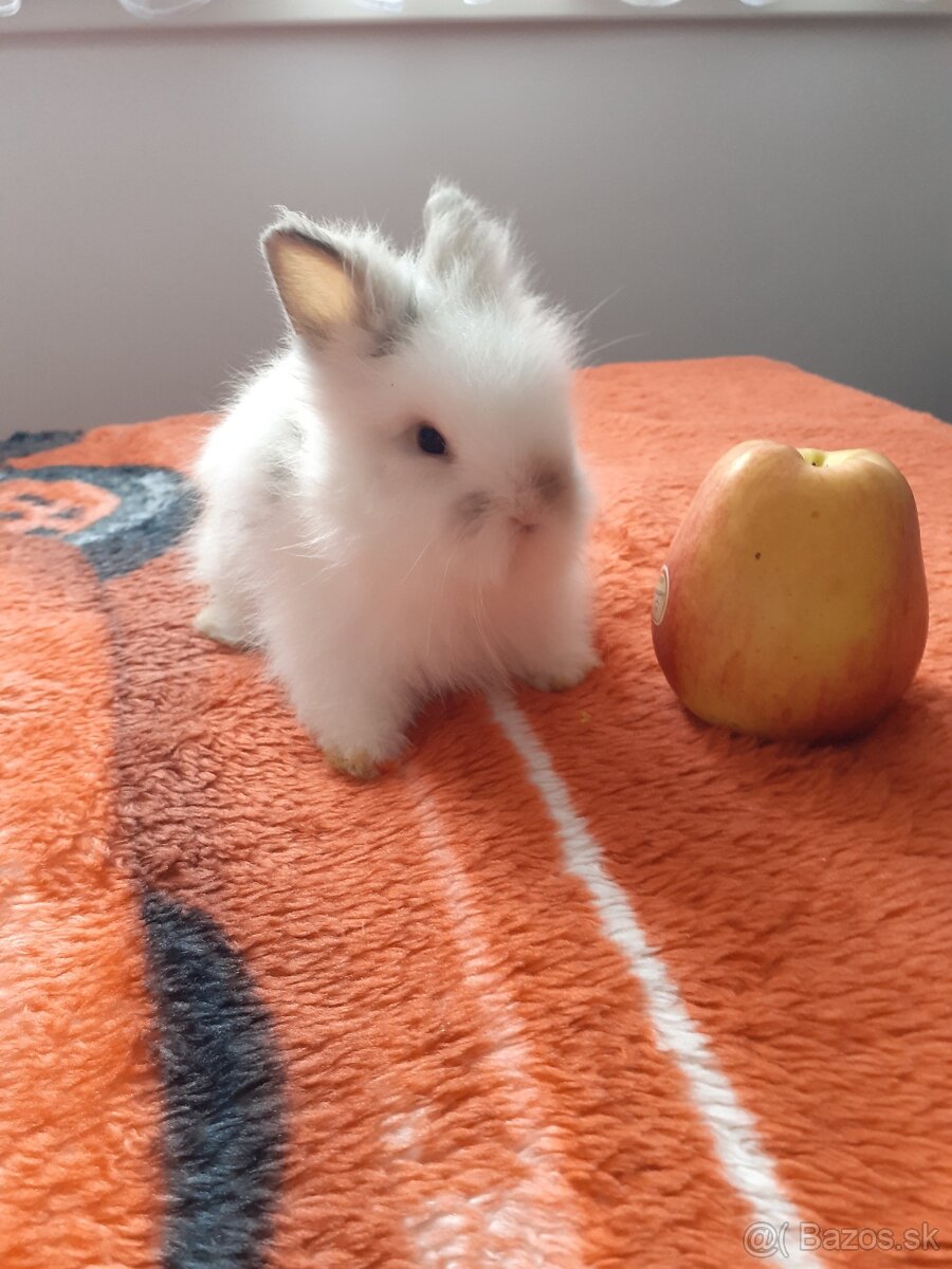 Teddy zajačik malého vzrastu s mohérovou srsťou
