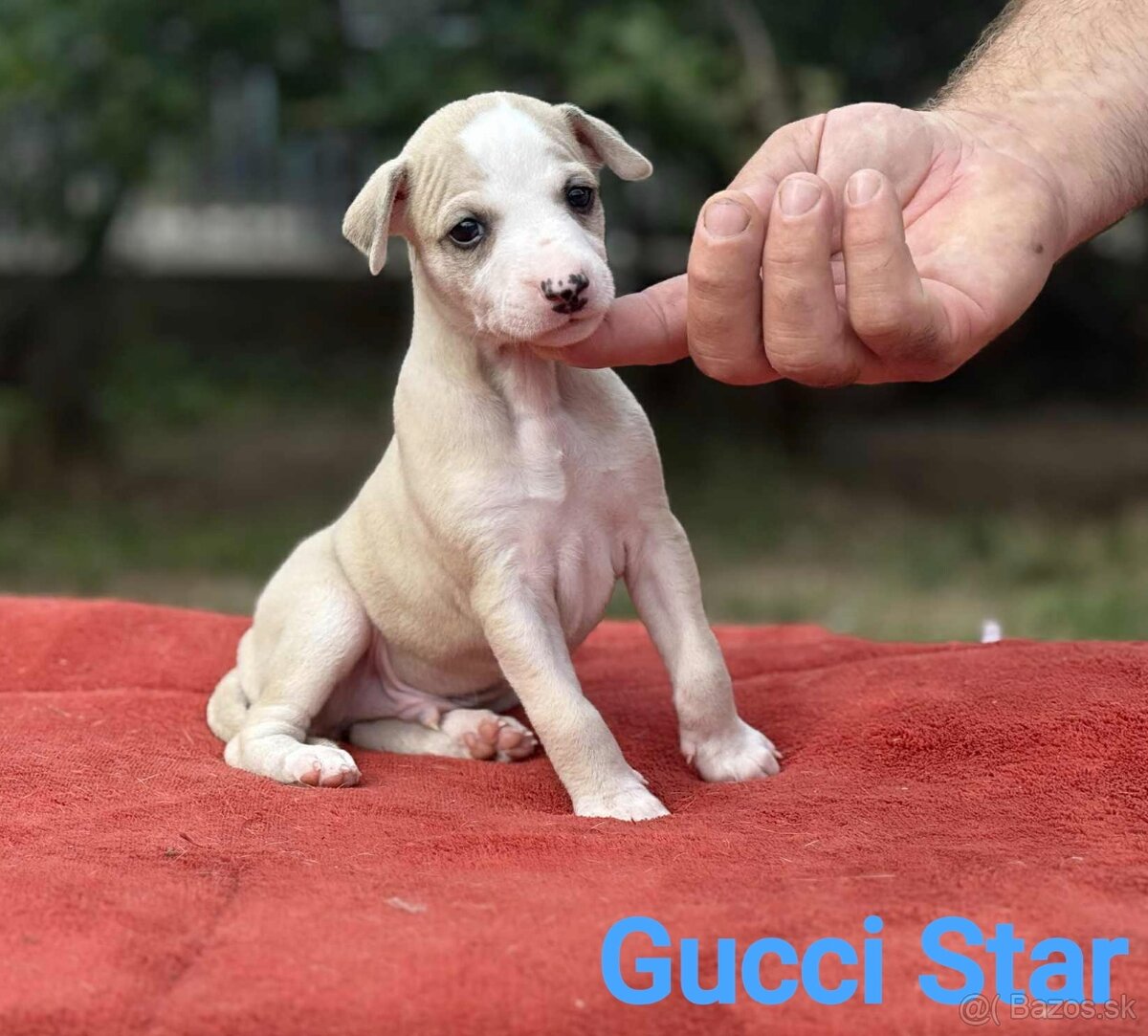 Whippet s PP