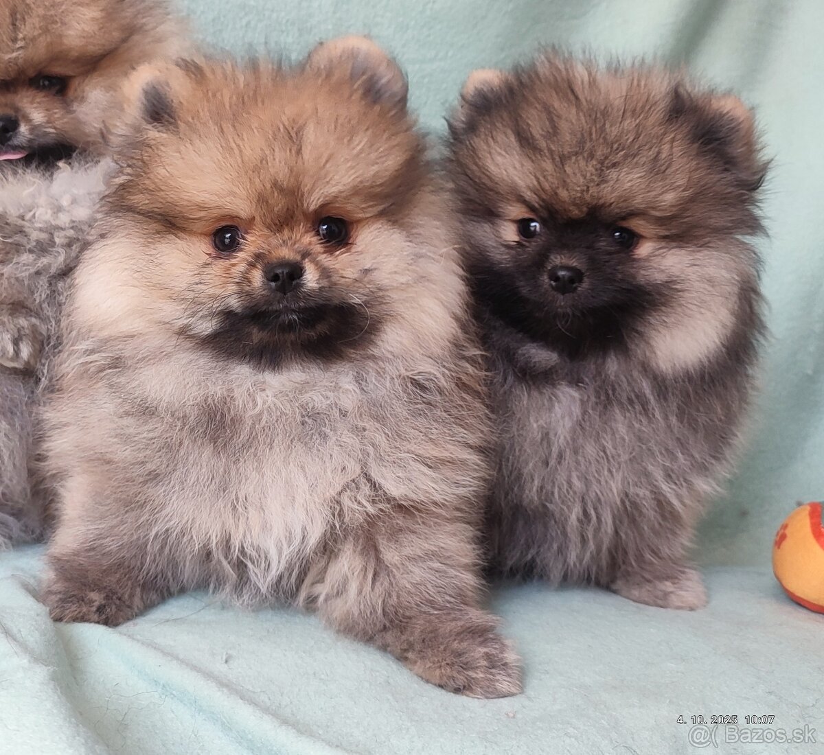 Pomeranian s PP