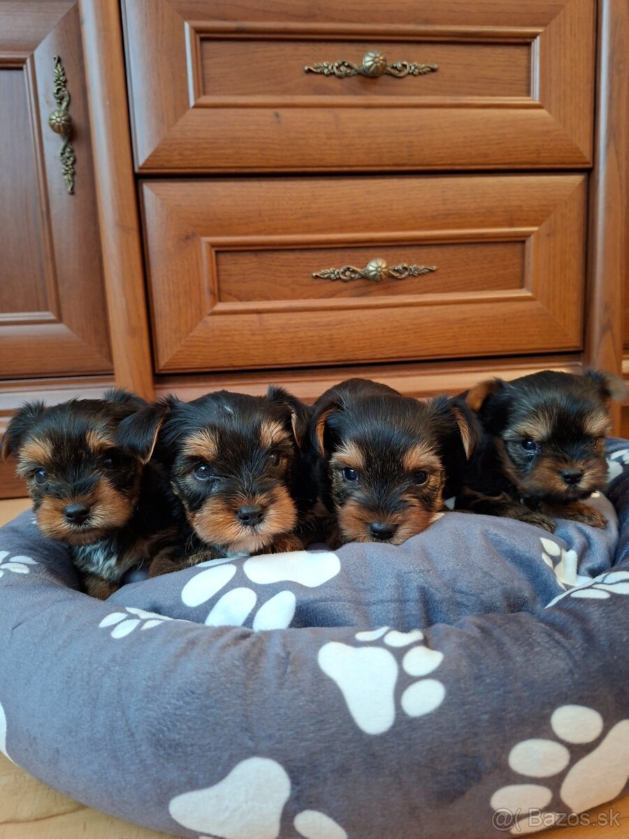 Yorkshirsky terier York