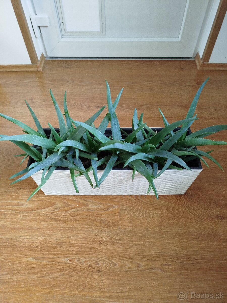 ALOE VERA NA PREDAJ